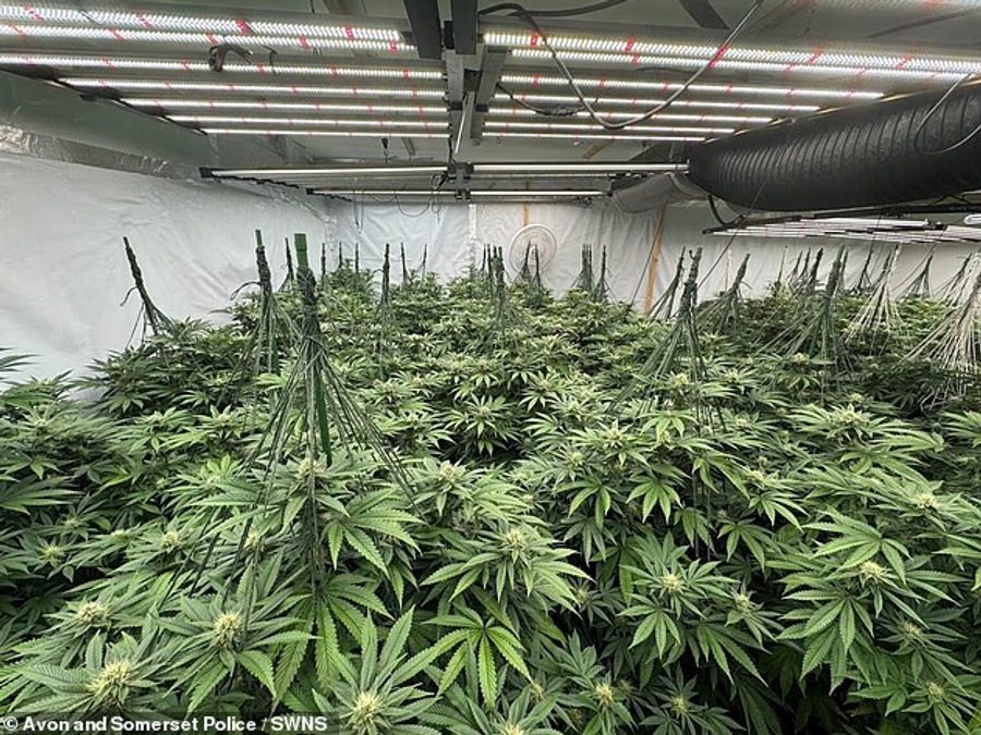 era-e-kanabisit-zbulon-plantacionin-arrestohen-dy-shqiptare-ne-gjermani
