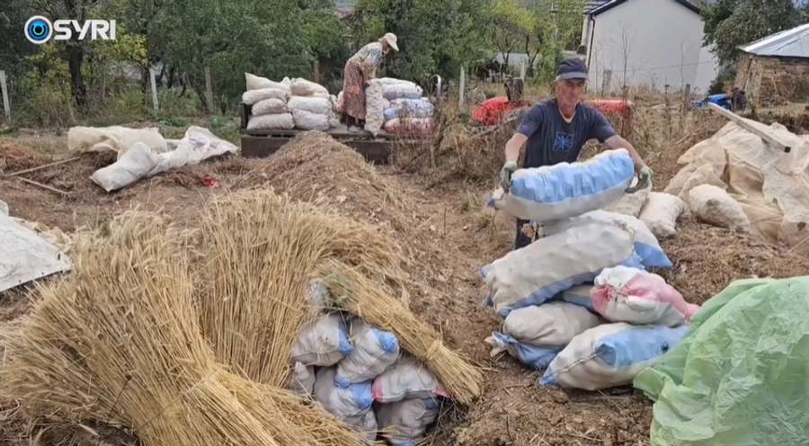 SYRI TV  Patatja e Shishtavecit mbetet stok pa shitur  fermeret  S ka treg  cilësia është e lartë