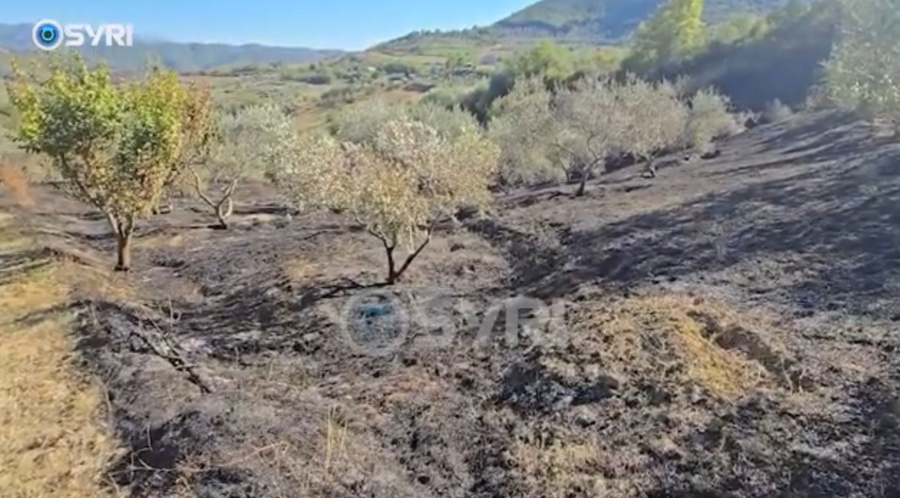 Zjarri në Marglliç  Digjen qindra rrënjë ullinj shekullor dhe të tjera mbi 35 vjeçare