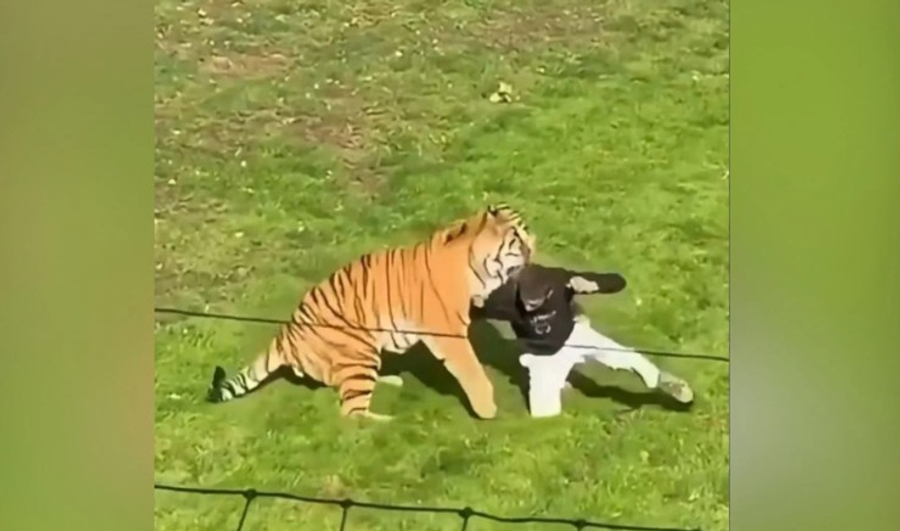 Burri përfundon në 'kafazin' e tigrit, kafsha e egër e sulmon! Vizitorët e shokuar bëhen spektatorë! Shikoni videon