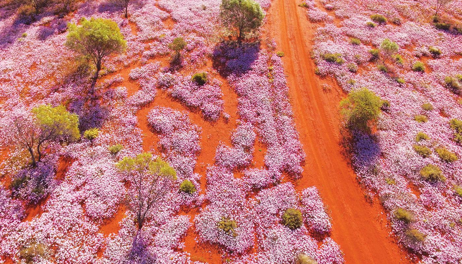 Australia shndërrohet në një tapet gjigant lulesh  NASA publikon pamjet e jashtëzakonshme nga hapësira