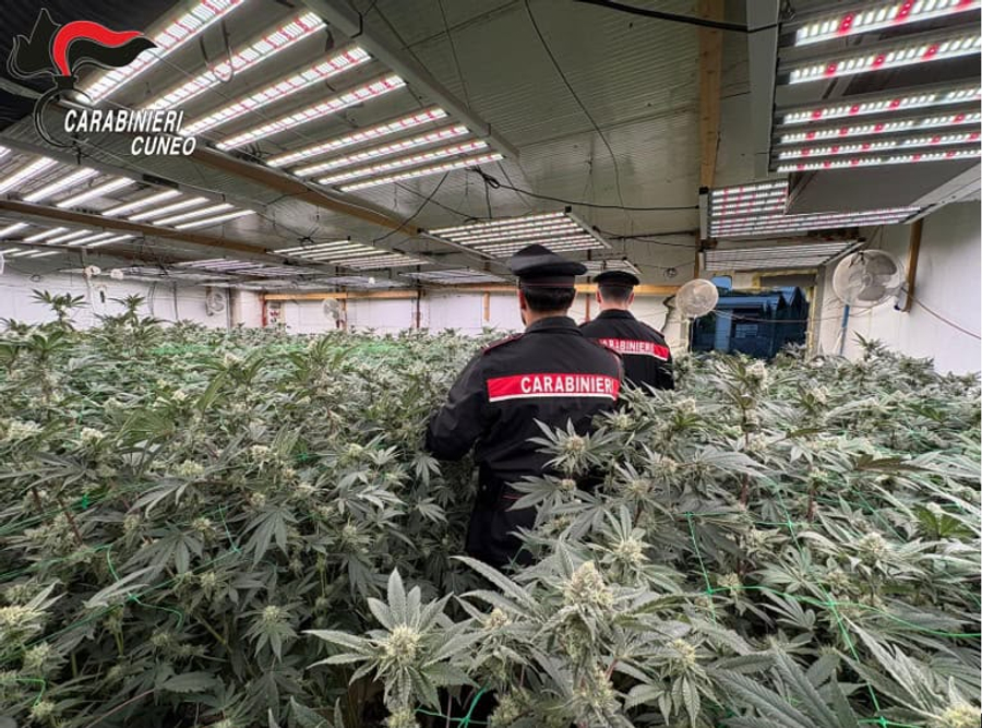 Shkatërrohet rrjeti i  profesionistëve  shqiptarë të drogës në Itali  sekuestrohen 340 kg kanabis dhe serat teknologjike