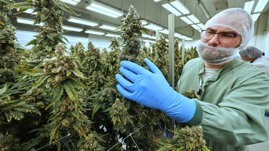 Paralajmërimi  Marijuana mjekësore nuk ndihmon kundër pagjumësisë