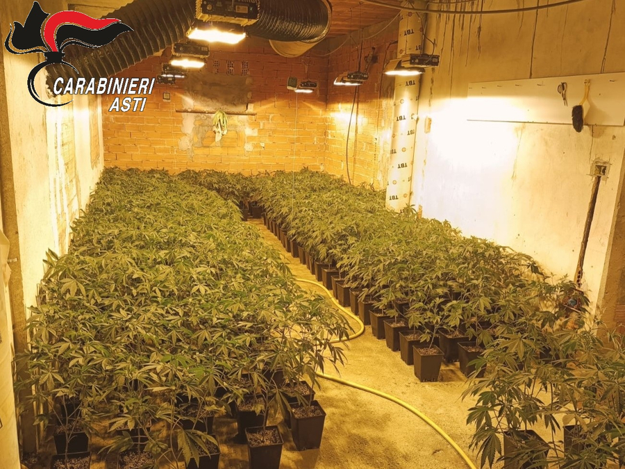 plantacion-me-1-206-bime-marijuane-arrestohet-shqiptari-qe-e-ruante-pese-shqiptare-te-tjere-ne-hetim