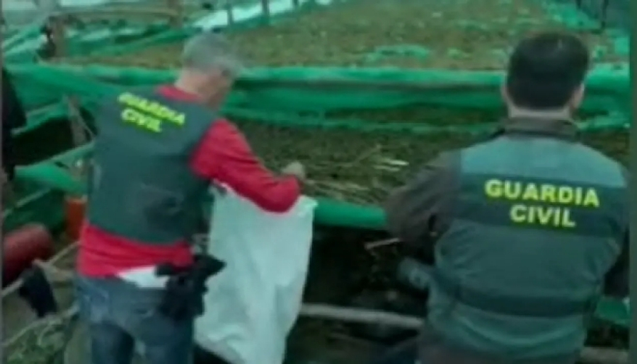 kishin-ngritur-nje-mega-plantacion-droge-arrestohen-kater-shqiptare-ne-spanje