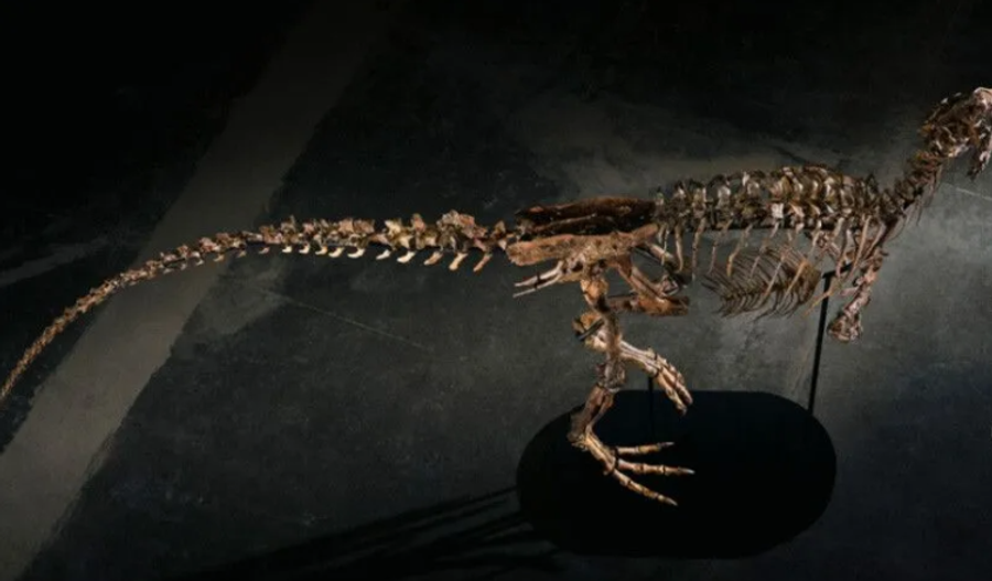 Skeleti i rrallë i dinosaurit 67 milionë vjeçar del në ankand  shifra marramendëse që u pagua në SHBA