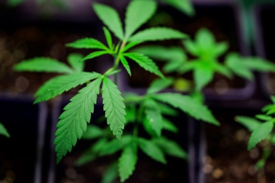Ngritën plantacion gjigant kanabisi në Belgjikë  shqiptarët  Jemi thjesht vartës të organizatës mafioze