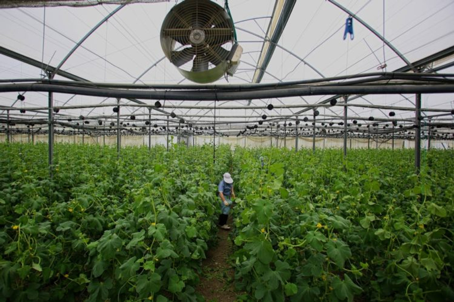 Kriza e thellë  Punësimi në rënie  bujqësia dhe industria humbin mijëra vende pune