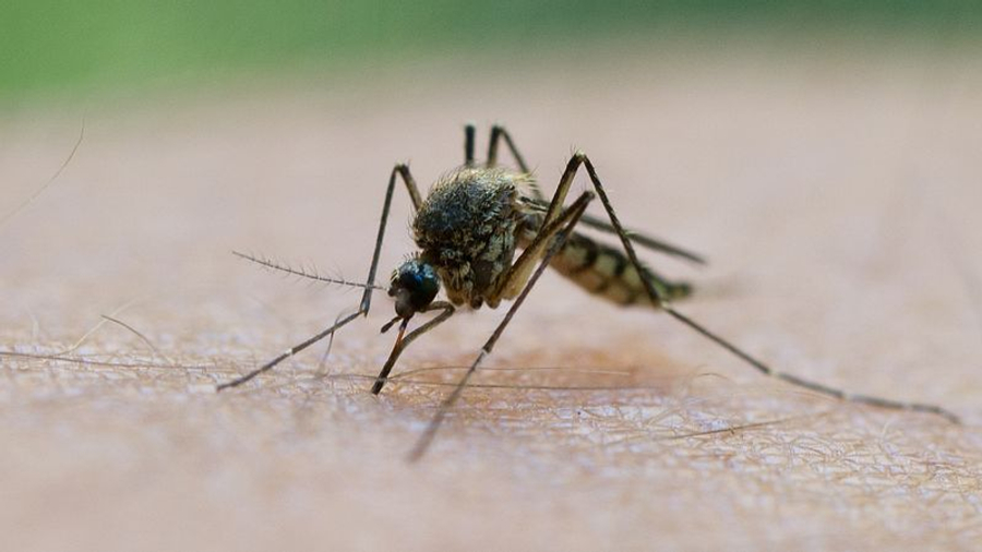 Alarm në Frankfurt  malaria përhapet pranë aeroportit   dy banorë infektohen pa udhëtuar jashtë Gjermanisë