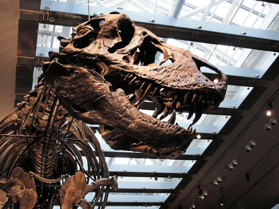 Tyrannosaurus Rex ishte ndoshta me gjak të ngrohtë   Ja sa ishte temperatura trupore e grabitqarit