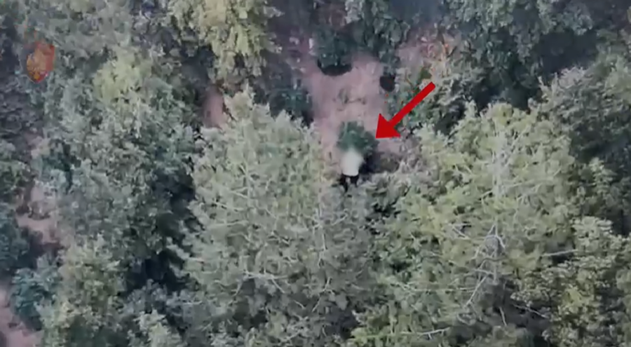 Kultivonte bimë narkotike në mes të pyllit  pranga 37 vjeçarit në Mirditë
