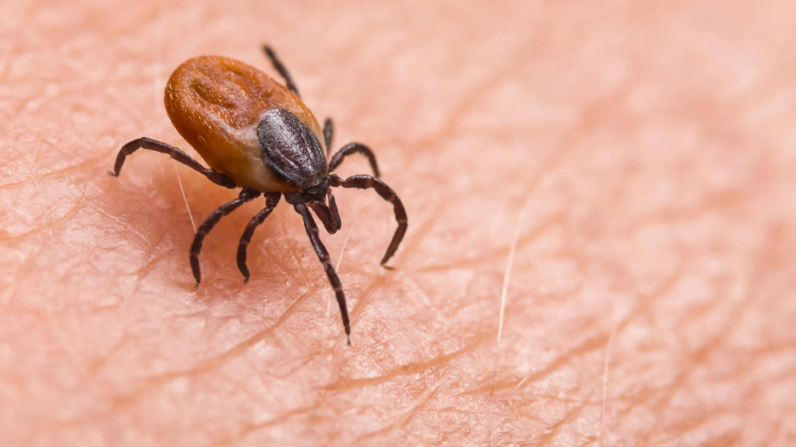 Zbulohet një virus i ri i transmetuar nga rriqrat  shkakton simptoma të ngjashme me gripin