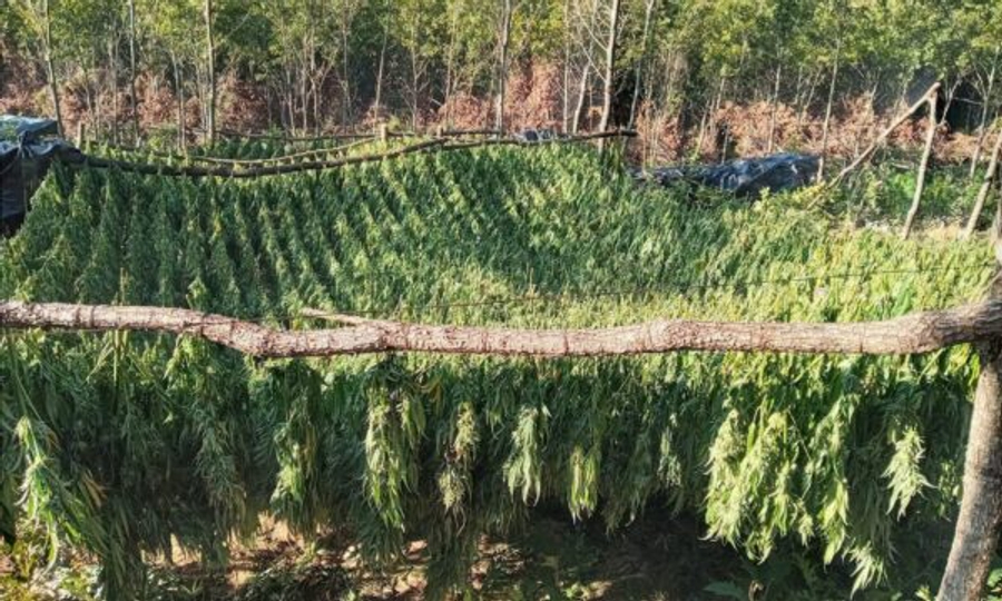 Ngrihet aktakuzë ndaj nëntë personave për kultivimin e kanabisit në plantacionet e Kliqinës dhe Sferkës